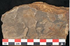 Foto (Detailansicht) von Callipteris affinis Goeppert (NHMW-GEO-2024-0188-10908)